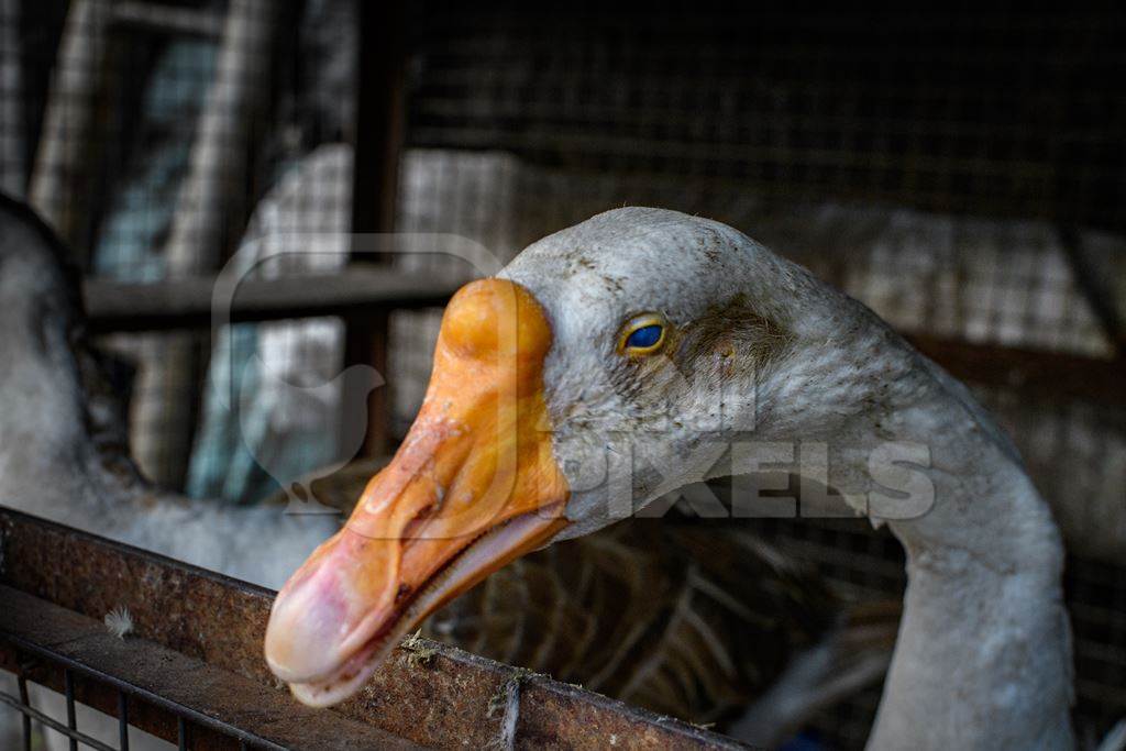 Blind goose in a dark and dirty cage in a street in Kolkata, India, 2022