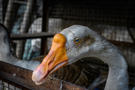 Blind goose in a dark and dirty cage in a street in Kolkata, India, 2022
