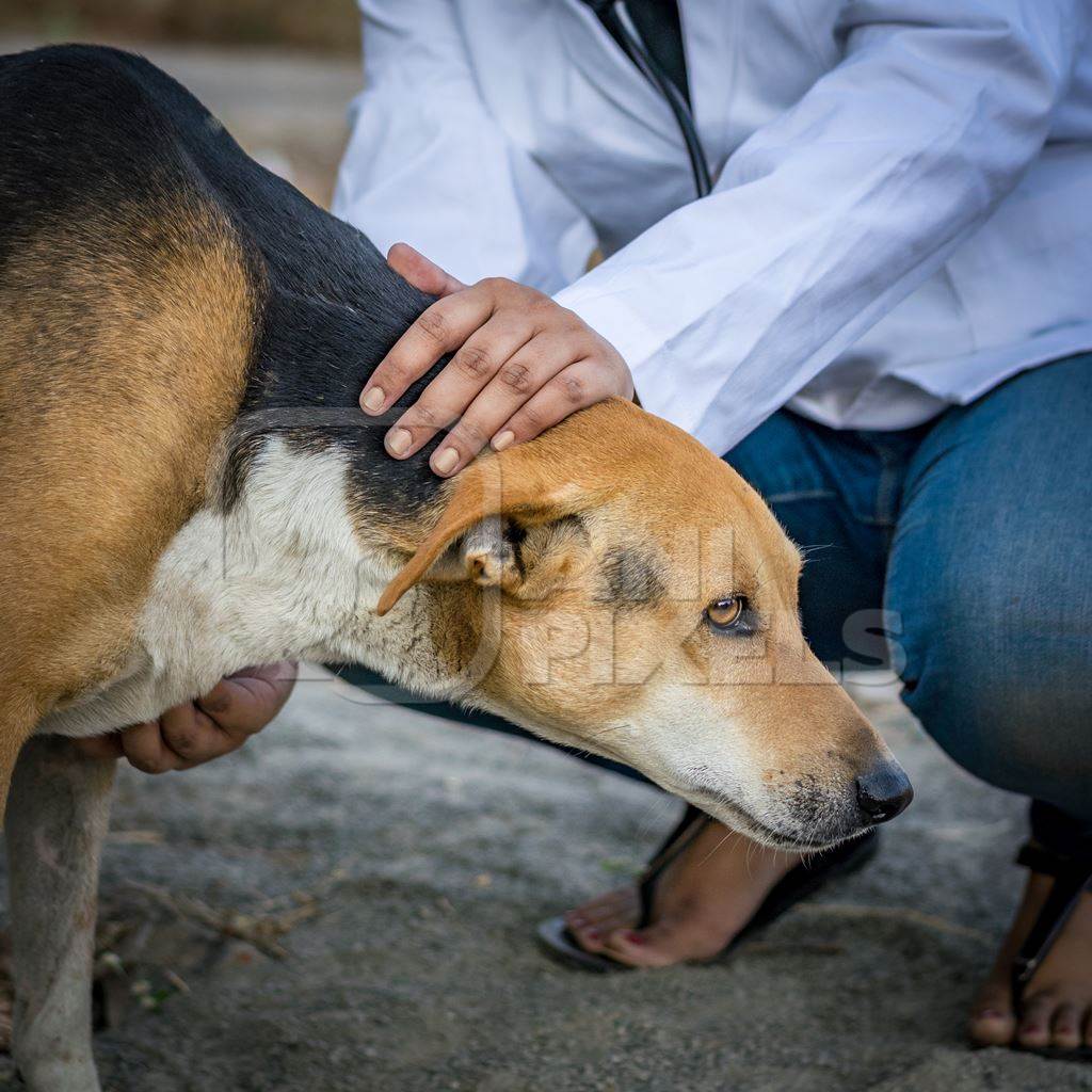 Veterinarian in white surgical coat examining a street dog in an urban city