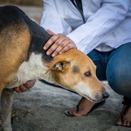 Veterinarian in white surgical coat examining a street dog in an urban city