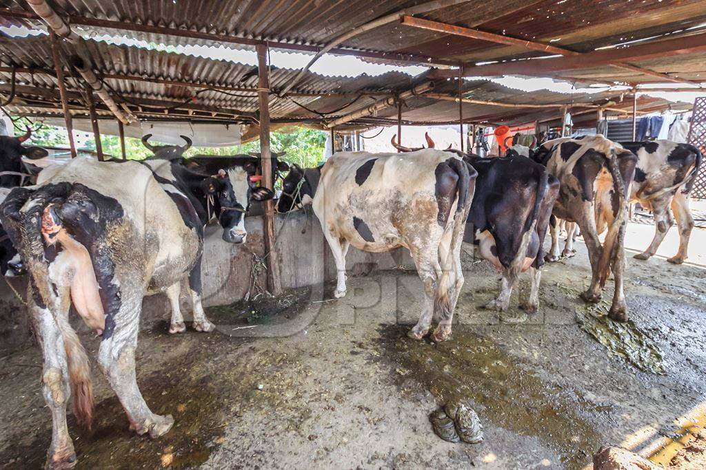 Dairy cows in a dirty stall in an urban dairy