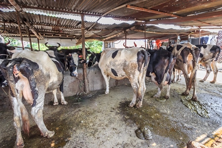 Dairy cows in a dirty stall in an urban dairy