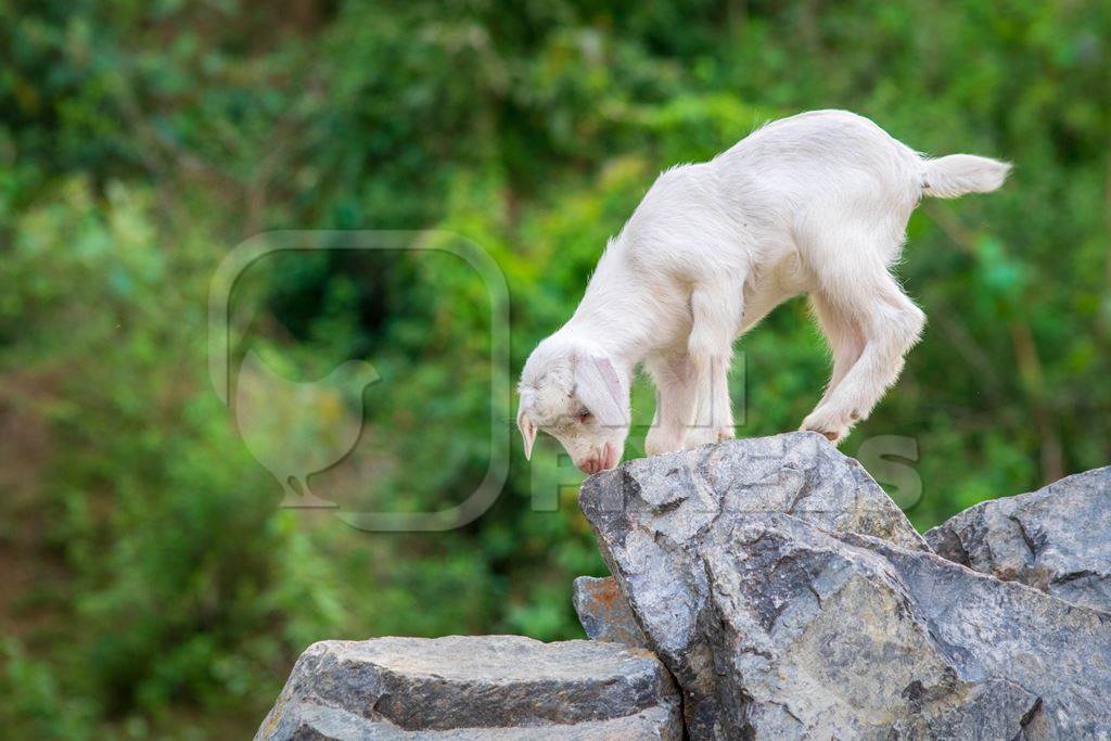 Photo of cute white baby Indian goat with green background on rural goat farm in Assam, India