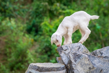 Photo of cute white baby Indian goat with green background on rural goat farm in Assam, India