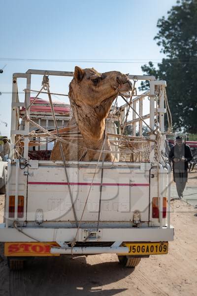 Indian camel in truck being transported at Nagaur Cattle Fair, Nagaur, Rajasthan, India, 2022