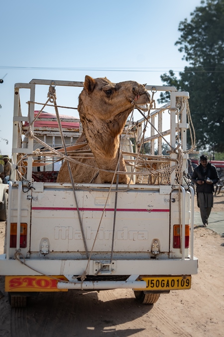 Indian camel in truck being transported at Nagaur Cattle Fair, Nagaur, Rajasthan, India, 2022