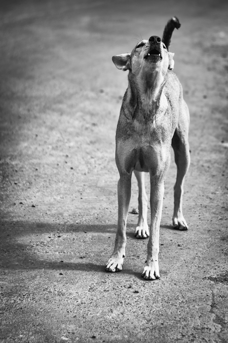 Stray street dog on road barking or howling in urban city