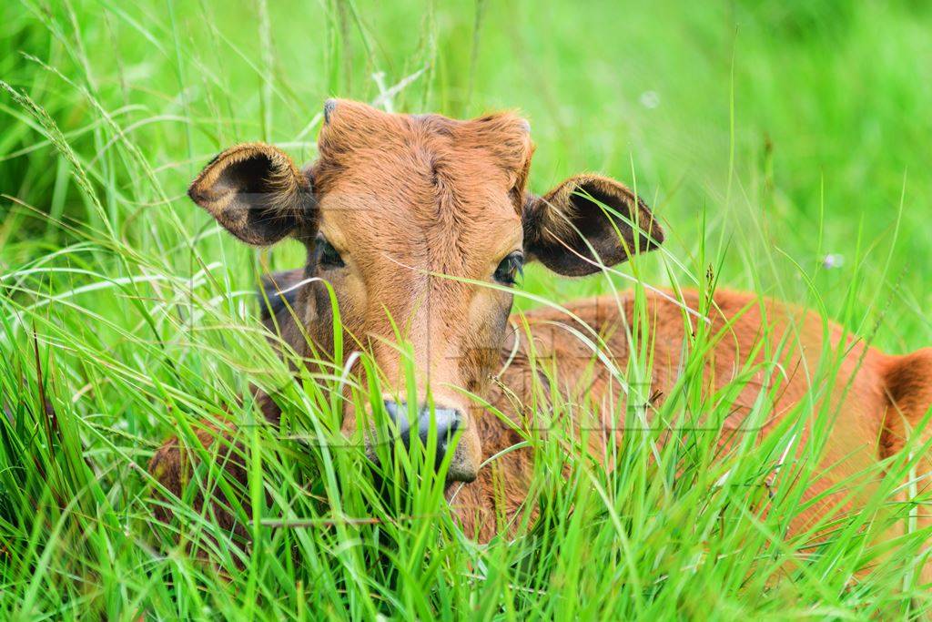 Cow lying in the green grass in a field in a rural village