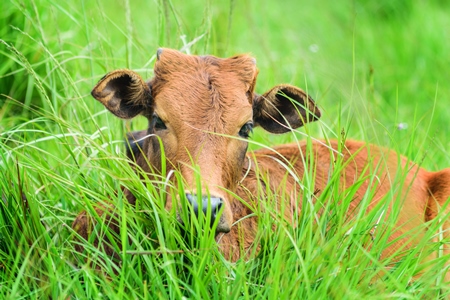 Cow lying in the green grass in a field in a rural village