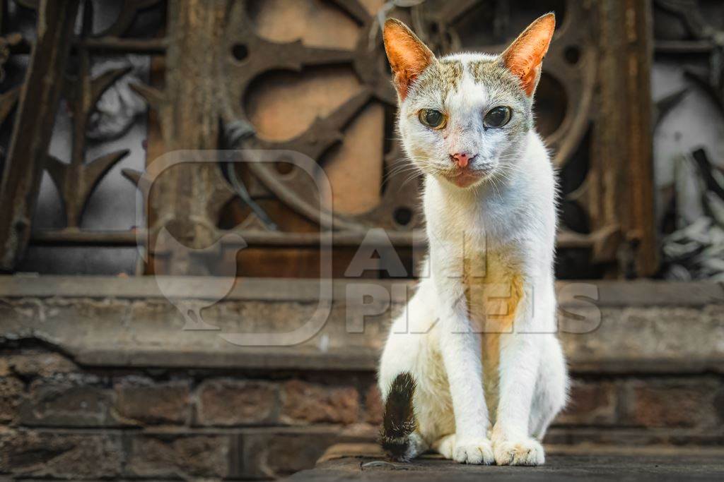 Indian street cat or stray cat inside a meat market in Kolkata, India, 2022