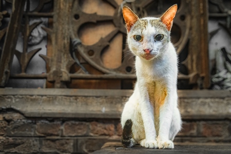 Indian street cat or stray cat inside a meat market in Kolkata, India, 2022