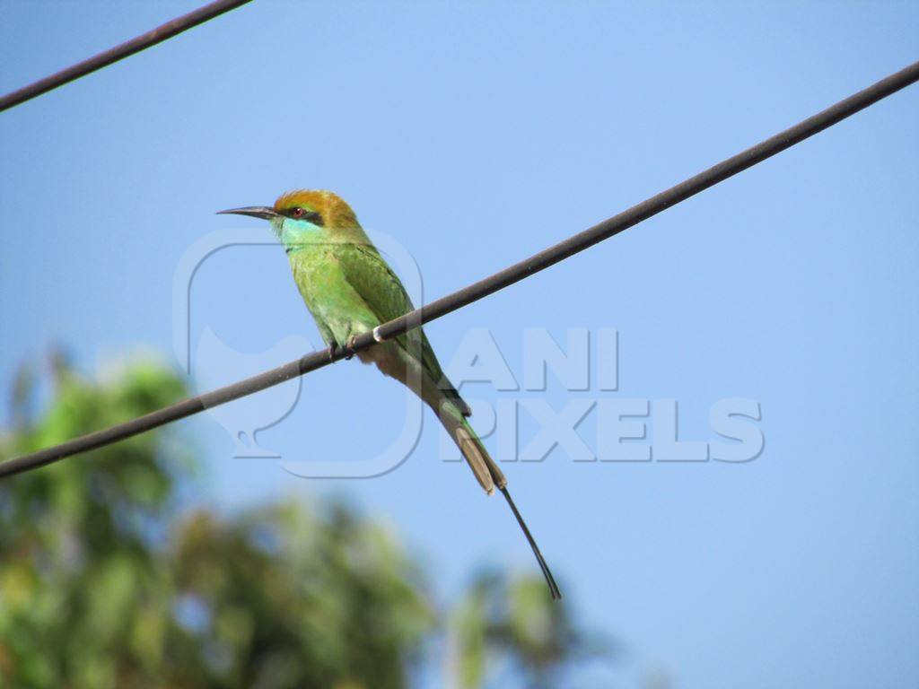 Green bee-eater sitting on a wire with blue background