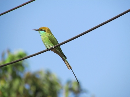 Green bee-eater sitting on a wire with blue background