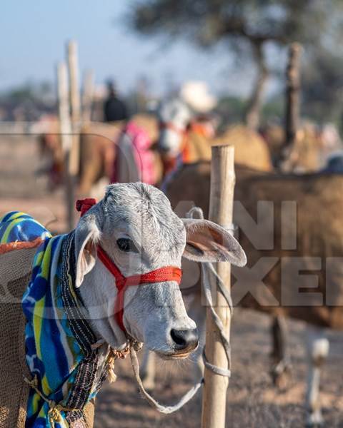 Indian cows or bullocks tied up with nose ropes and wearing blankets at Nagaur Cattle Fair, Nagaur, Rajasthan, India, 2022