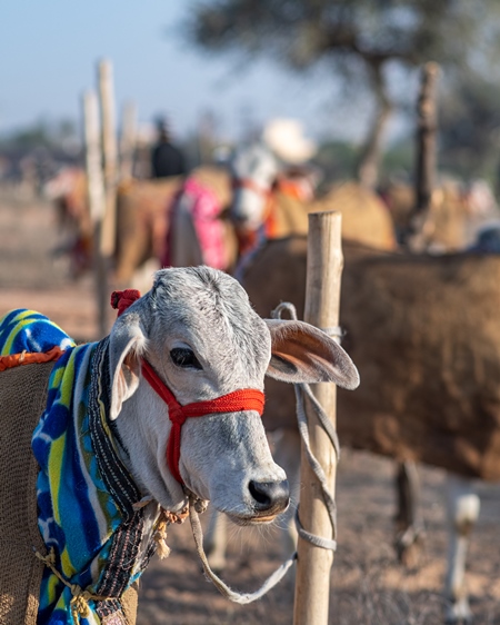 Indian cows or bullocks tied up with nose ropes and wearing blankets at Nagaur Cattle Fair, Nagaur, Rajasthan, India, 2022