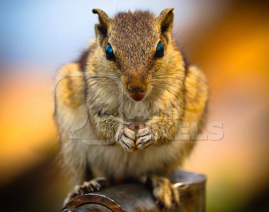 Close up of Indian palm squirrel