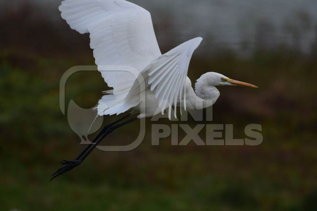 Indian great egret wild bird in flight, India