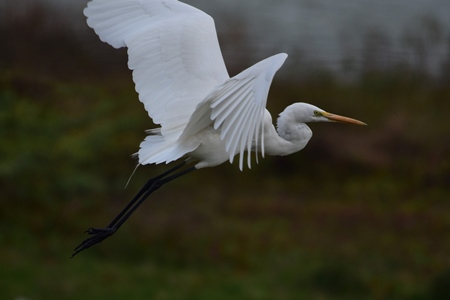 Indian great egret wild bird in flight, India