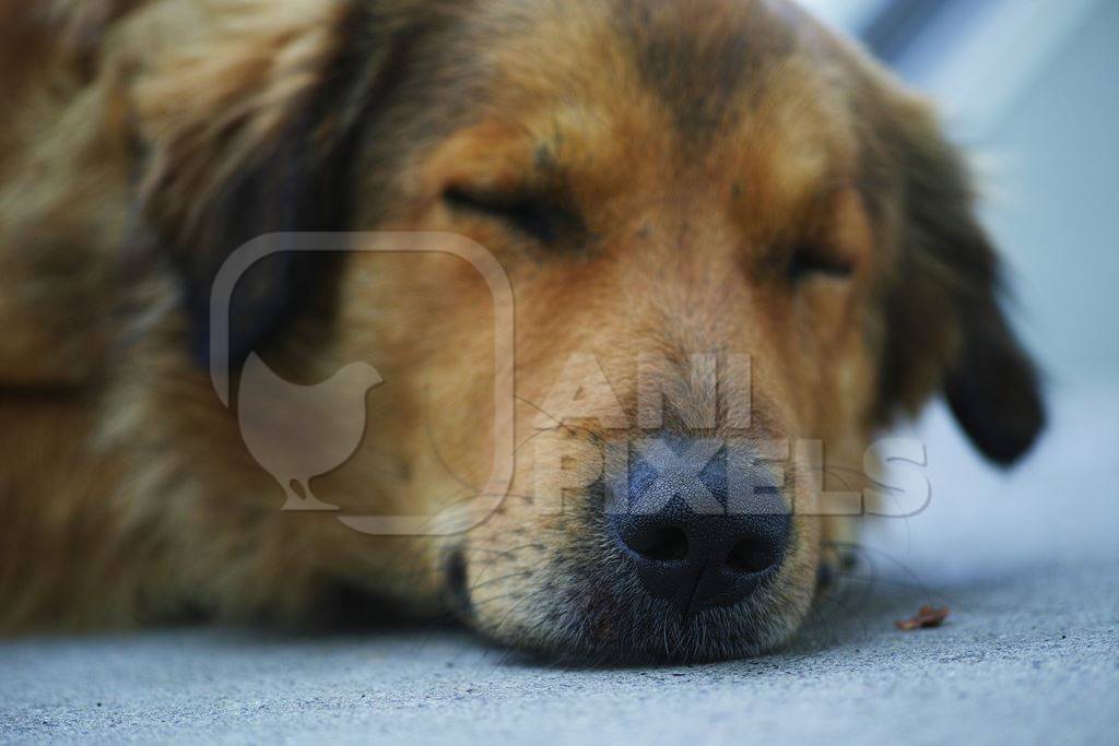 Close up of face and head of sleeping fluffy street dog
