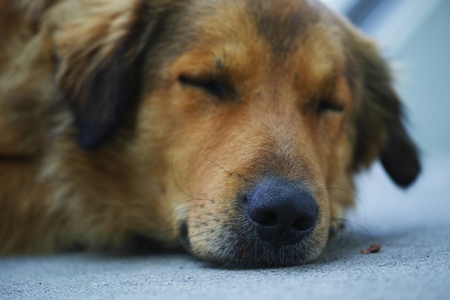 Close up of face and head of sleeping fluffy street dog