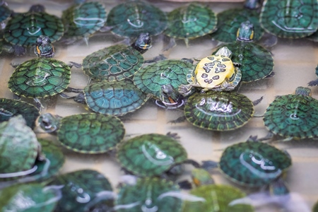 Small baby green terrapins in tank on sale at Crawford pet market