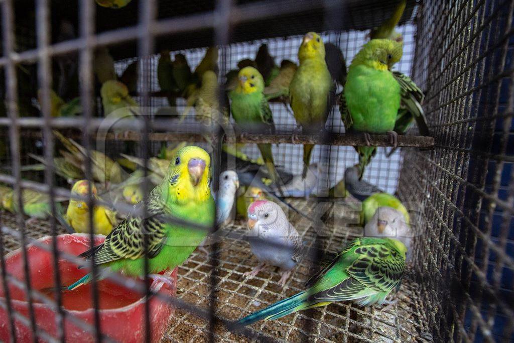 Colourful budgerigar or budgie birds on sale as pets in cage at Crawford pet market in Mumbai, India