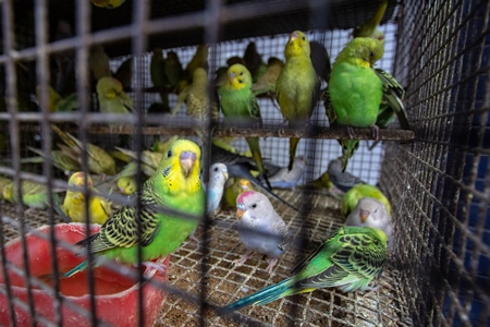 Colourful budgerigar or budgie birds on sale as pets in cage at Crawford pet market in Mumbai, India