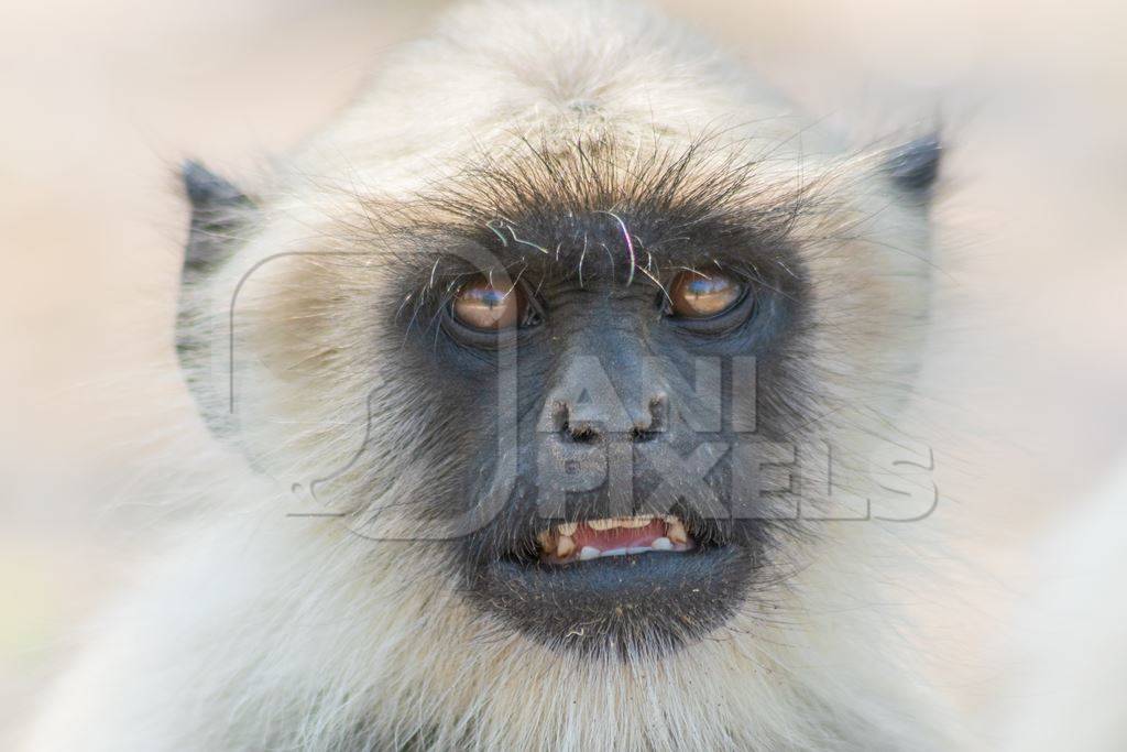 Face of Indian gray or hanuman langur monkeys in Mandore Gardens in the city of Jodhpur in Rajasthan in India