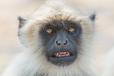 Face of Indian gray or hanuman langur monkeys in Mandore Gardens in the city of Jodhpur in Rajasthan in India
