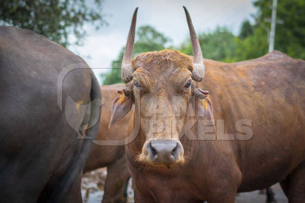 Indian buffalo with large horns looking at camera from a dairy farm walking along the road or street with traffic in a city in Maharashtra in India