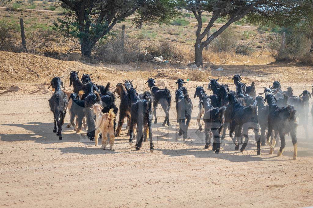 Herd of goats crossing road near Bikaner