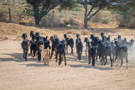 Herd of goats crossing road near Bikaner