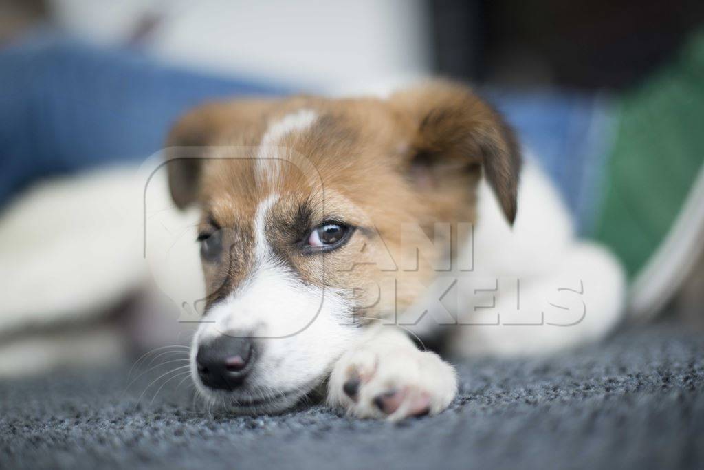 Small street puppy lying on ground