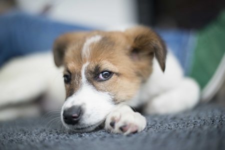 Small street puppy lying on ground