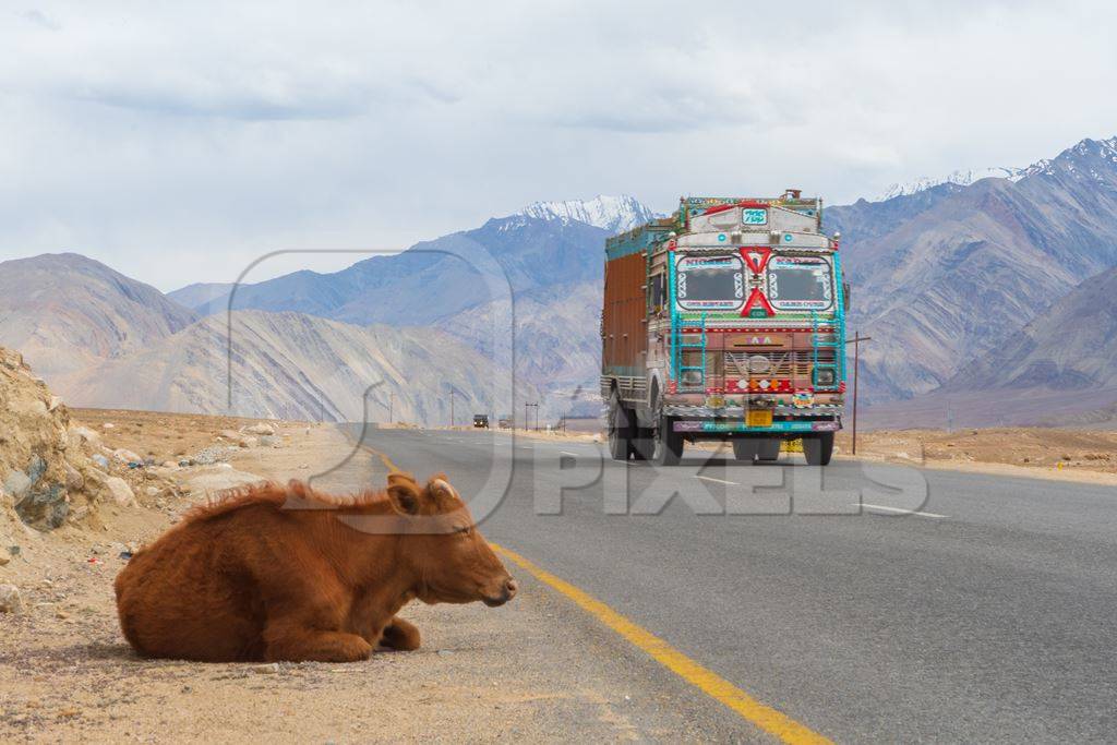 Photo of Indian street cow on side of a road in rural Ladakh in the Himalayan mountains of India