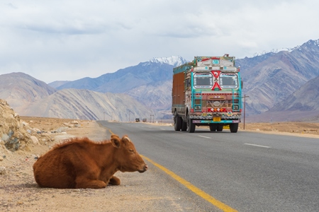 Photo of Indian street cow on side of a road in rural Ladakh in the Himalayan mountains of India