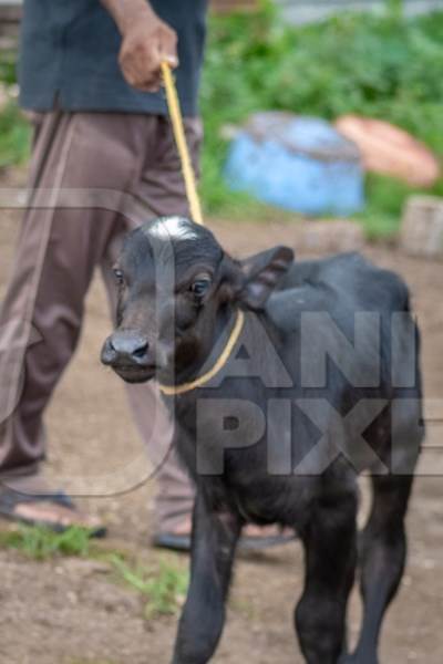 Small buffalo calf with rope round neck held by farmer on urban dairy farm