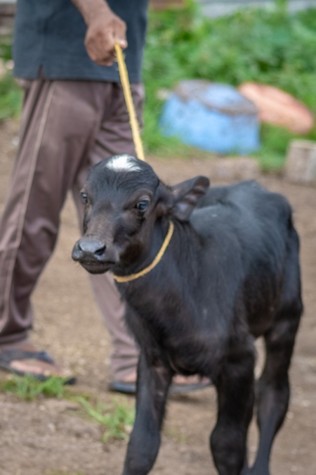 Small buffalo calf with rope round neck held by farmer on urban dairy farm