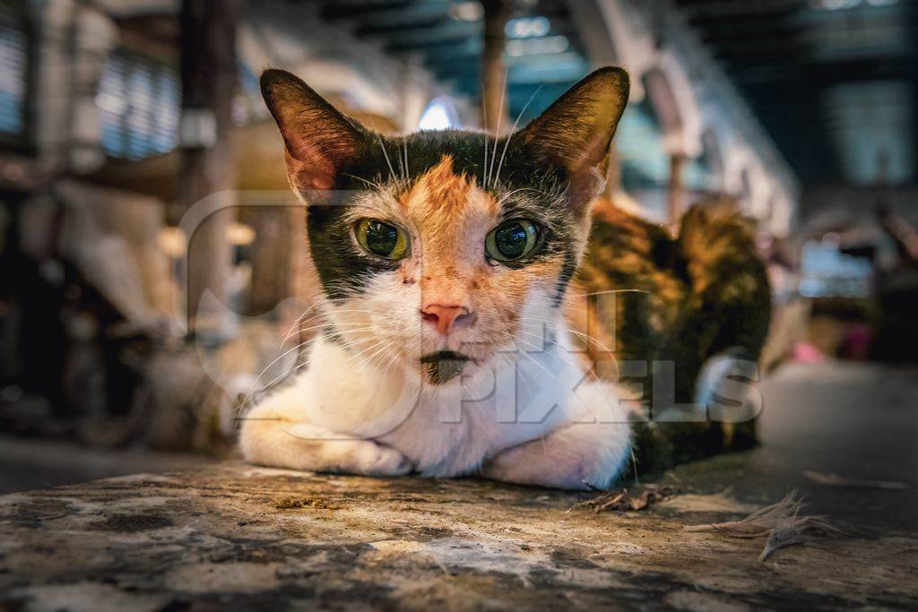 Indian tortoiseshell street cat or stray cat inside a meat market in Kolkata, India, 2022