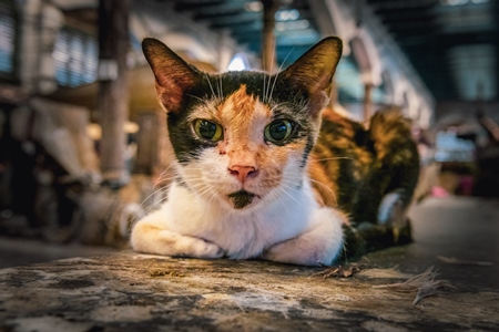 Indian tortoiseshell street cat or stray cat inside a meat market in Kolkata, India, 2022