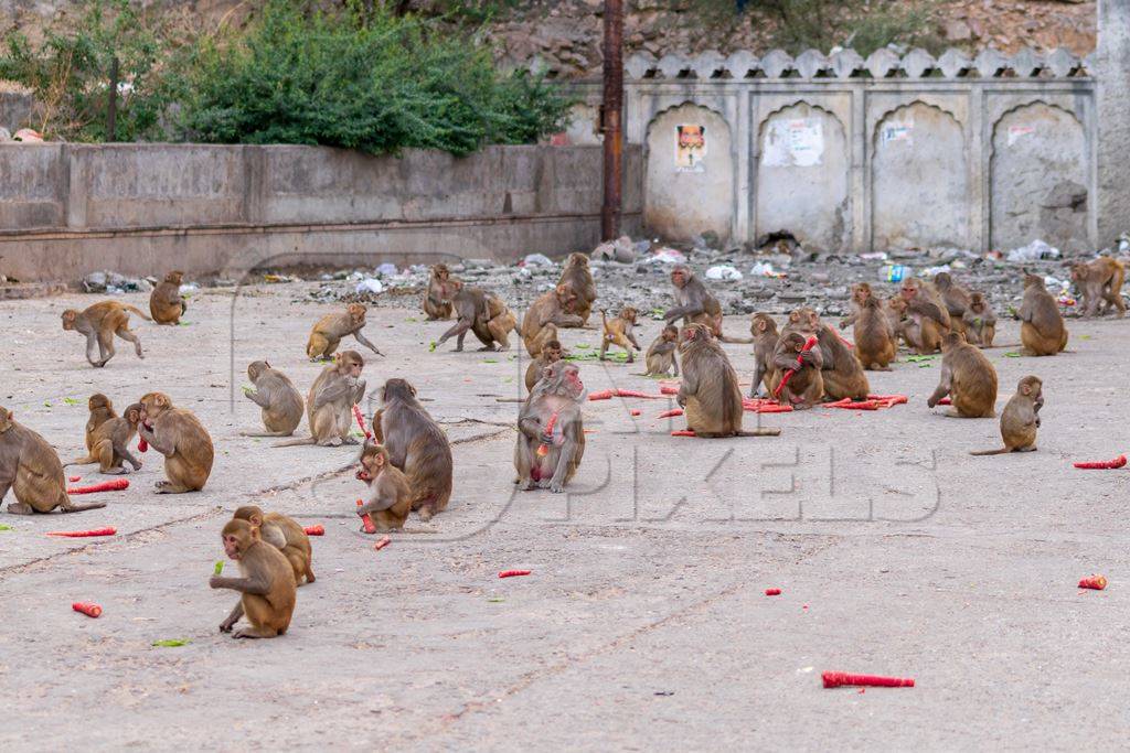 Group of Indian macaque monkeys eating at Galta Ji monkey temple near Jaipur in Rajasthan in India