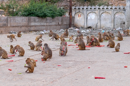 Group of Indian macaque monkeys eating at Galta Ji monkey temple near Jaipur in Rajasthan in India