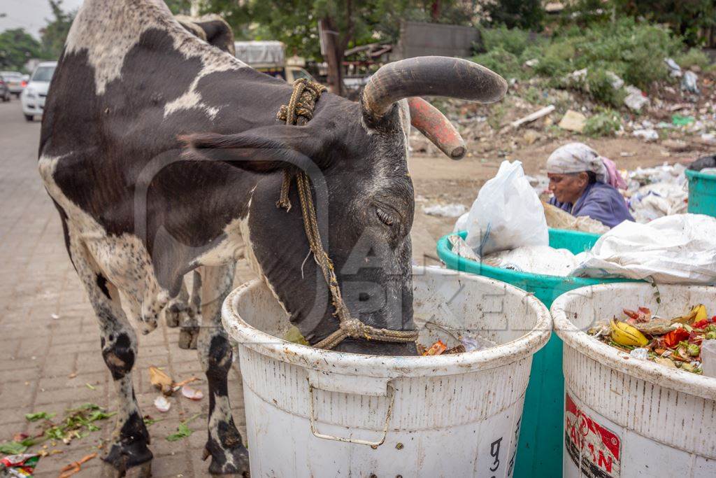 Dairy cow eating from a large pile of garbage in the street in a city