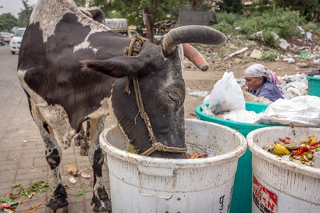 Dairy cow eating from a large pile of garbage in the street in a city