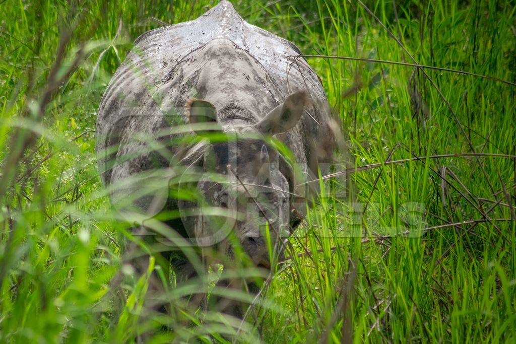 Indian one-horned rhino with green vegetation in Kaziranga National Park in Assam in India