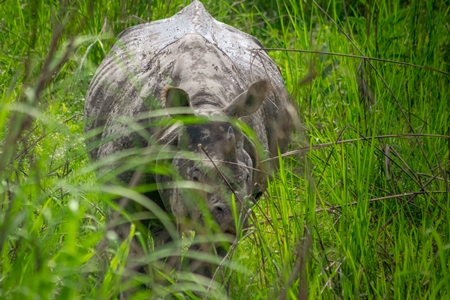 Indian one-horned rhino with green vegetation in Kaziranga National Park in Assam in India