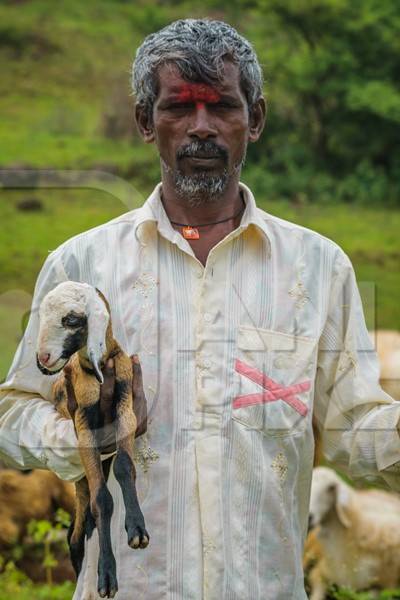 Farmer holding lambs with his herd of sheep in a field in rural countryside