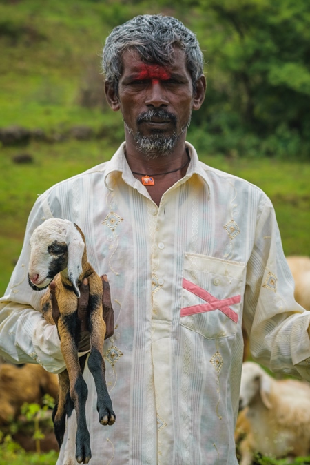 Farmer holding lambs with his herd of sheep in a field in rural countryside
