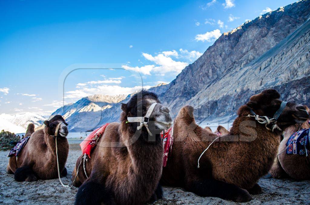 Bactrian camels harnessed for camel rides for tourists as entertainment in Ladakh, India