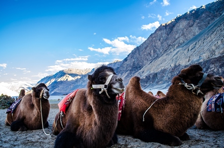 Bactrian camels harnessed for camel rides for tourists as entertainment in Ladakh, India